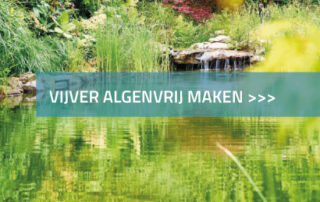 Vijver algen