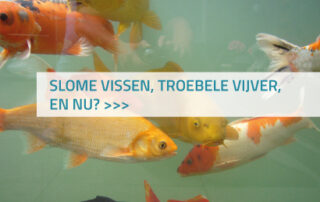 Wat te doen aan slome vissen troebele vijver?