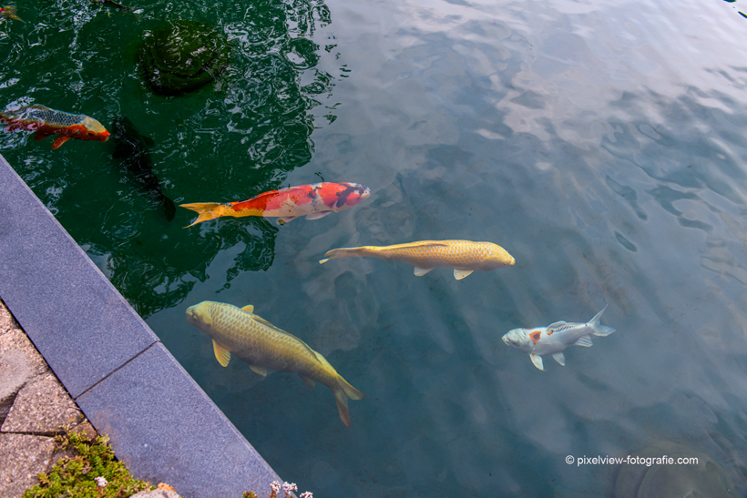 Koi in zwemvijver bij Vijvercentrum de Scheper